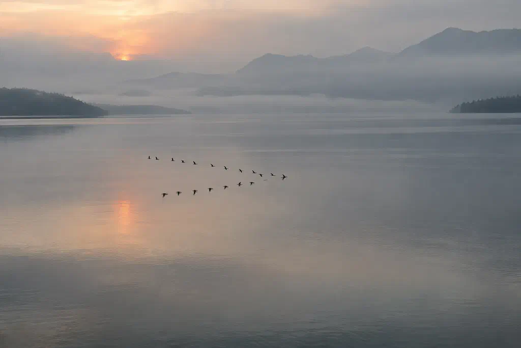 A long line of migrating geese flying low over a calm lake at dawn.